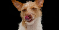 Best Funny Merchandise for Animal Lovers 2026: Top 5 Ranked